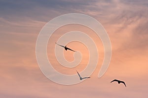 View of a flock of birds flying into a beautiful sky during sunset
