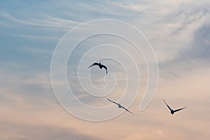 View of a flock of birds flying into a beautiful sky during sunset