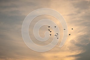 View of a flock of birds flying into a beautiful sky during sunset