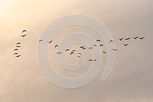 View of a flock of birds flying into a beautiful sky during sunset