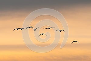 View of a flock of birds flying into a beautiful sky during sunset