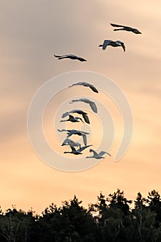 View of a flock of birds flying into a beautiful sky during sunset