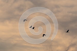 View of a flock of birds flying into a beautiful sky during sunset