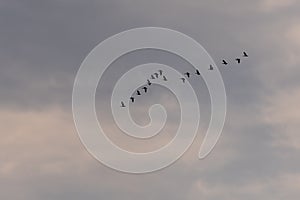 View of a flock of birds flying into a beautiful sky during sunset