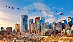 Geese Flying Over Calgary