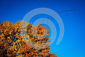 View of a flock of geese flying in the sky over the vibrant fall colors and a moon in the background