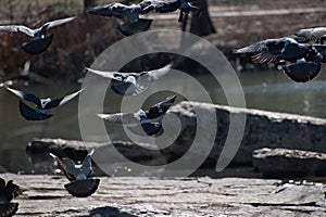 View of flock of pigeons during flight