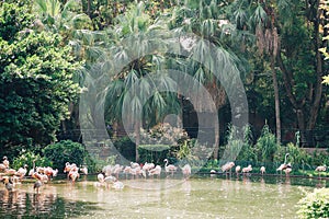 View of a flock of pink flamingos resting in the park by the pond in Hong Kong, China