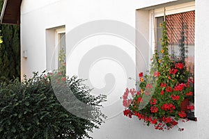 View of flower boxes on window sills outdoors