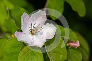 View of a flower of Cydonia oblonga