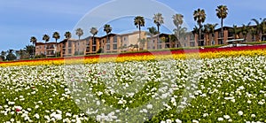 View of a flower field in Carlsbad