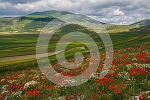 View of flowering in Castelluccio di Norcia mountain village