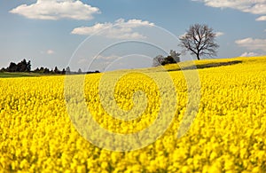 View of flowering field of rapeseed