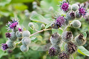 View of a flowering herbaceous plant