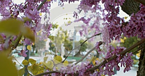 View of flowers of the Cercis siliquastrum tree called Judas tree