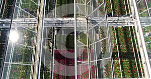 View of the flowers in the greenhouse through the open roof of the greenhouse. Flight over a greenhouse with flowers