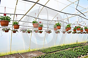 View of flowers hanging baskets or pots in the greenhouse with drip irrigation system