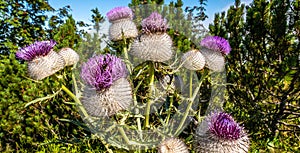 View at the Flowers of Milk thistle Silybum marianum in Bayern Mountains near Rauchsberg - Germany photo