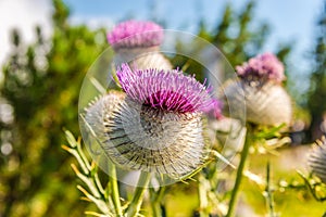 View at the Flowers of Milk thistle Silybum marianum in Bayern Mountains near Rauchsberg - Germany