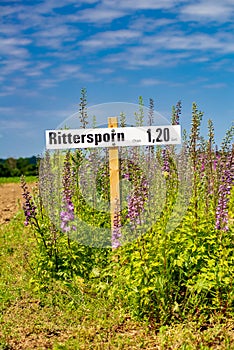 View of flowers for sale in a garden photo