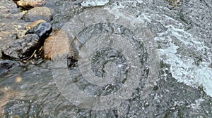 Flowing River with Natural Stone Path photo