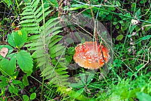 View of fly-agaric mushroom on green meadow