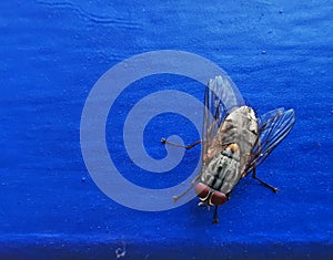 View of a Fly over the Blue background