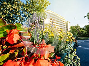 View fo tall apartment bulding in France through garden flowers