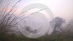 View of foggy sunrise on the Little Adam's Peak in Ella, Sri Lanka