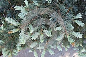 View of foliage of Picea pungens from above