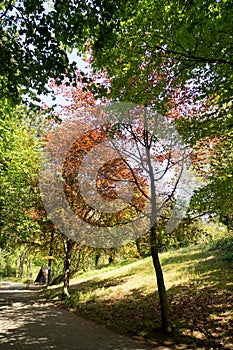 View on a foot path surrounded by trees in geeste emsland germany