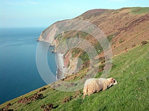View of Foreland Point with sheep, North Devon photo