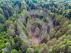 View of the forest from  a birds flight