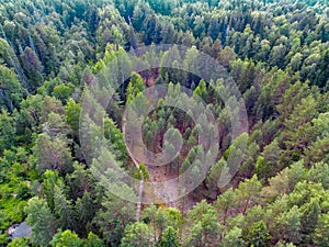 View of the forest from a birds flight