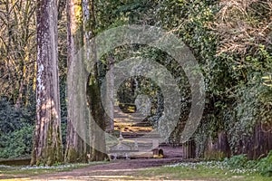 View of forest on BuÃ§aco mountain, with ancient fountain