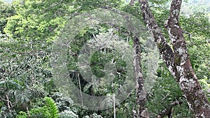 View of the forest canopy in the Amazon