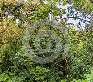 A view of the forest canopy leading to hanging bridges in the cloud rain forest in Monteverde, Costa Rica