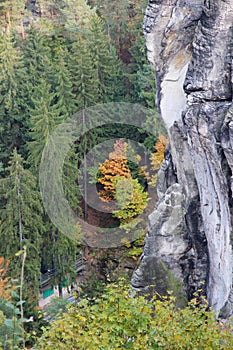 View on the forest in the city dresden sachsen germany