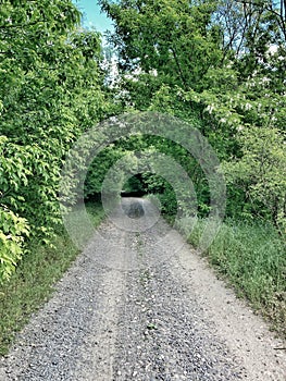 View of a forest dirt road