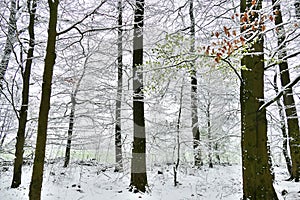 View of a forest with fresh young beech leaves and some old leaves from last year covered in snow