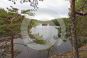 View of the forest lake.