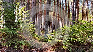 View of a forest lake through the slender trunks of pine trees on a sunny spring day. The ice where the sun shines