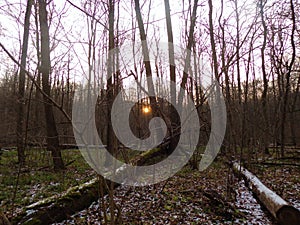 View in the forest with light snow.