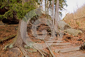 View of forest in National Park Bohemian Switzerland, Czech Republic photo