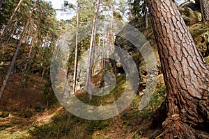 View of forest in National Park Bohemian Switzerland, Czech Republic photo