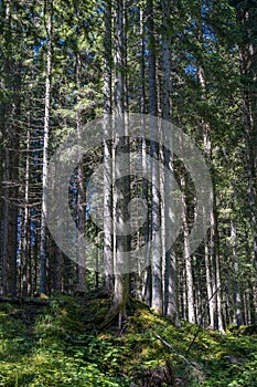 View of the forest in the Natural Park of Paneveggio Pale di San Martino in Tonadico, Trentino, Italy