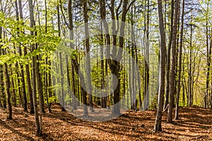 View of a forest near Semily, Czech