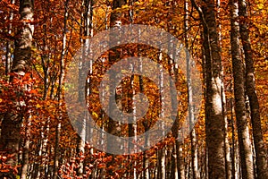 View of forest with red foliage in the Gran Sasso and Monti della Laga National Park, Abruzzo, Italy