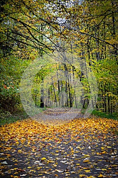 View of forest road