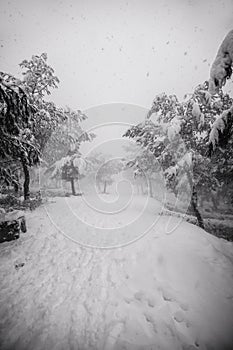 View of forest and road covered with snow. Winter background. Snowfall detail